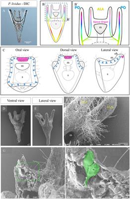 Characterization of thyrotropin-releasing hormone producing neurons in sea urchin, from larva to juvenile